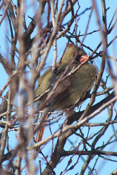 female Cardinal hides in a tree