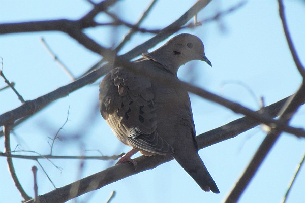a Mourning Dove tries rubber-necking