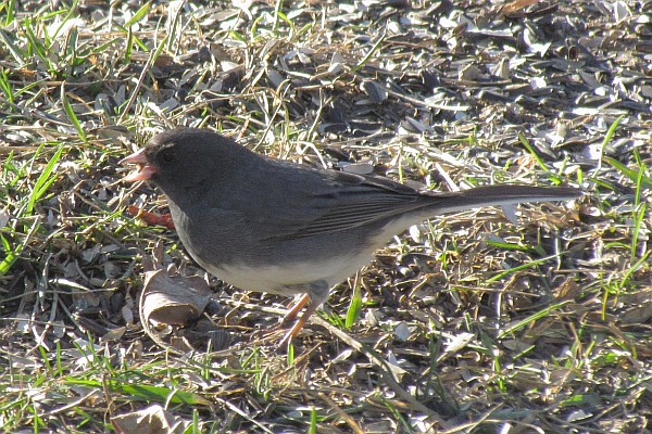 Junco hunts for food