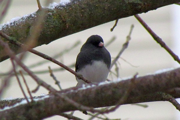a Junco in a tree