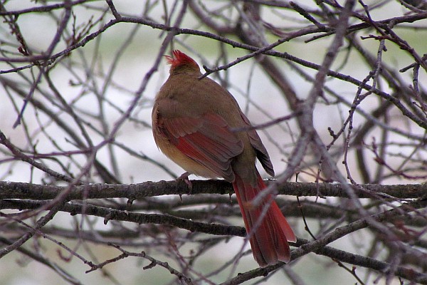male Cardinal faces backward