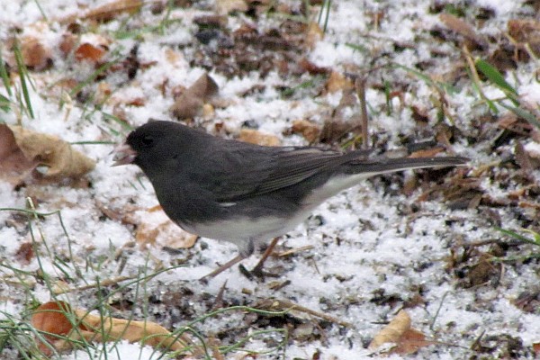 a Junco works  on another seed