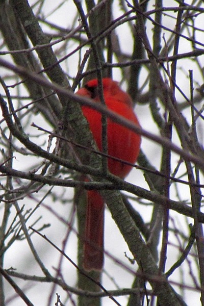 a male Cardinal in a tree facing forward looking right