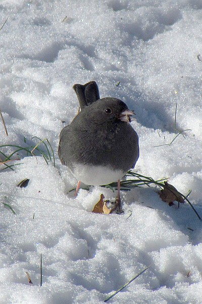junco looing for food