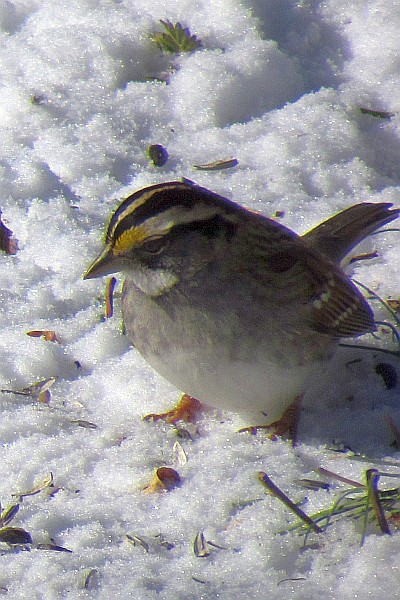 white-throated sparrow