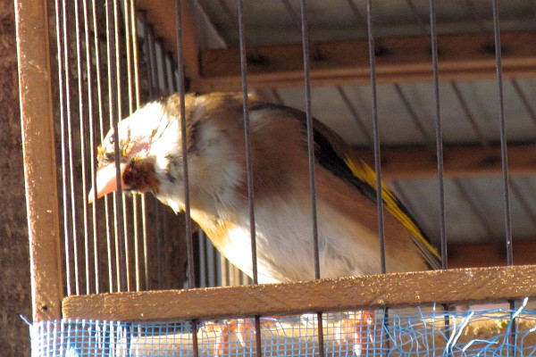 European gold finch