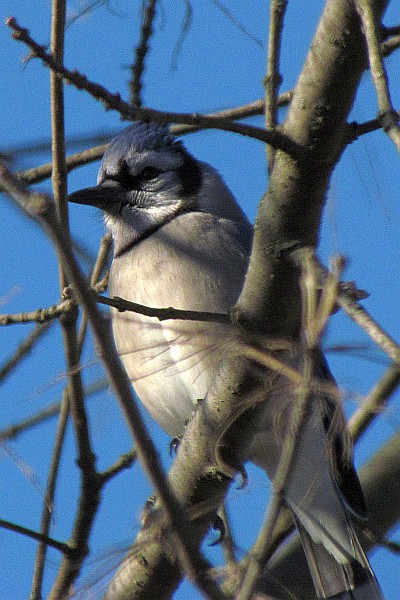 blue jay in our tree