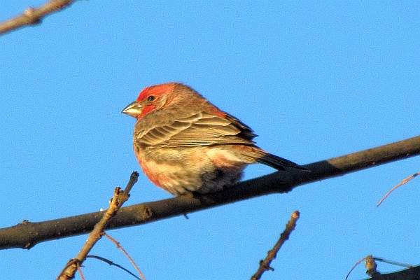male house finch in our tree
