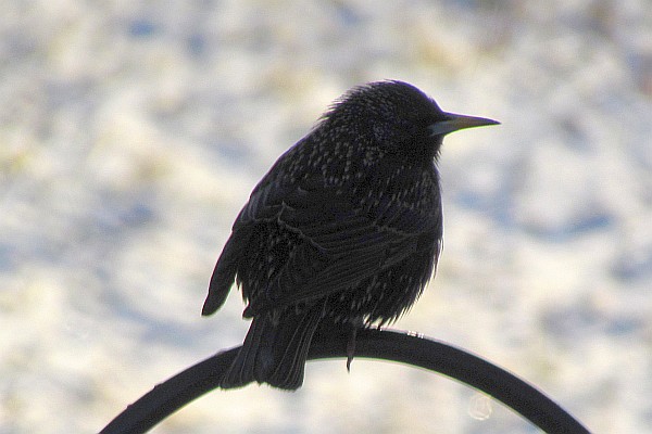 straggly starling