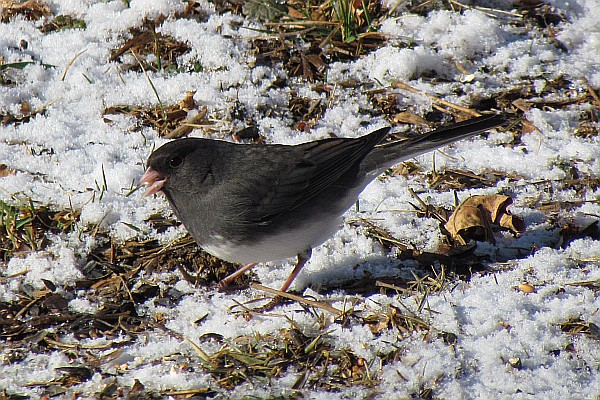 junco searching for food