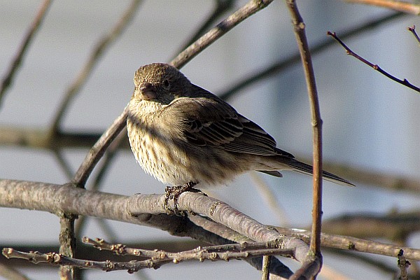 female house finch