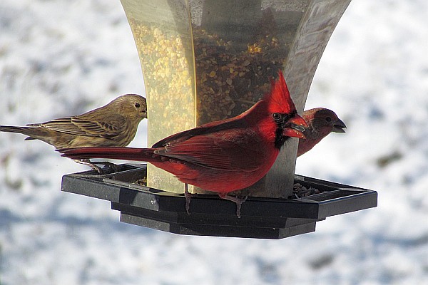 male cardinal with a female and male house finch