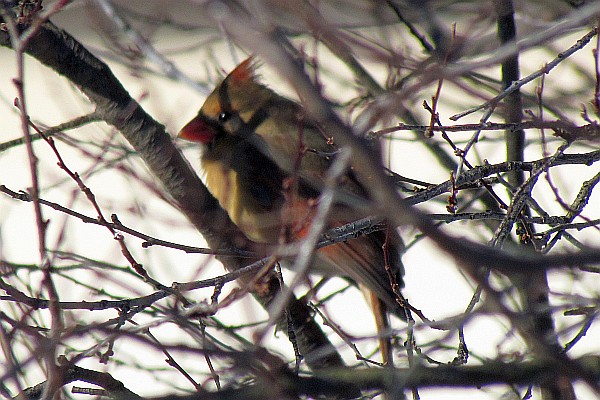 female carddinal in tree