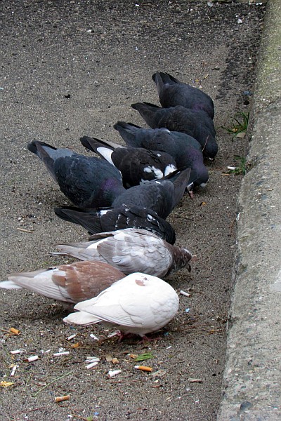 ten pigeons eating on the sidewalk in front of the football stadium in Lezhe