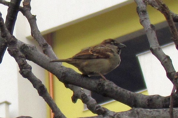 a sparrow in a tree