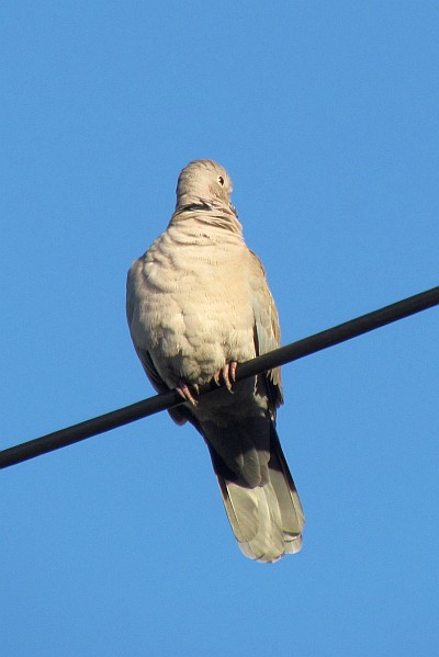 a pigeon turning its head by 180 degrees