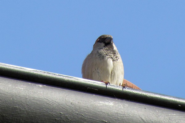 sparrow on a rain spout