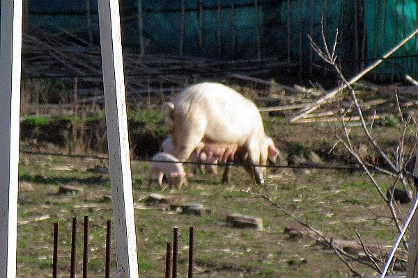 a mother pig (sow) and some piglets