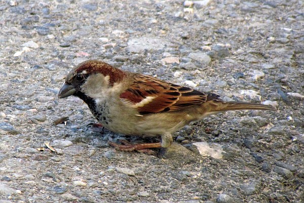 male house sparrow on a street in Lezhe
