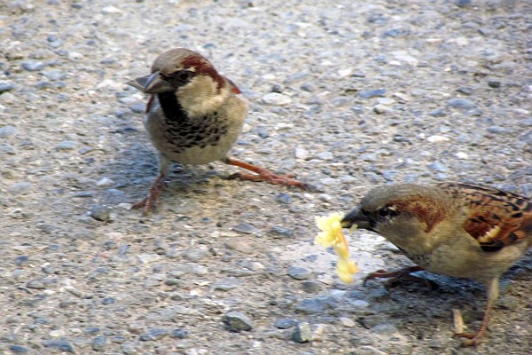 two sparrows and some nest building material