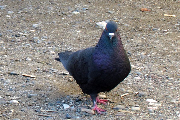 the king pigeon?