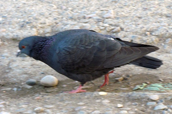 the king pigeon must eat, too!