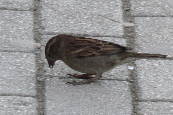 female house sparrow eating