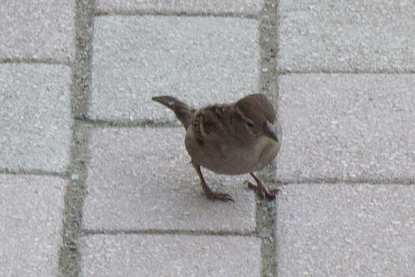 a female house sparrow on the sidewalk