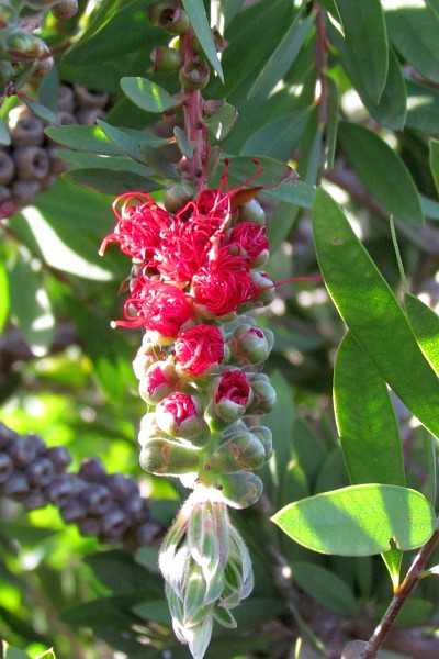 bottle brush bloom opening up