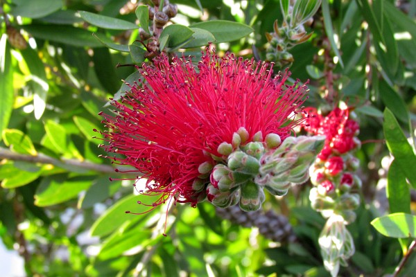 bottle brush bloom now open