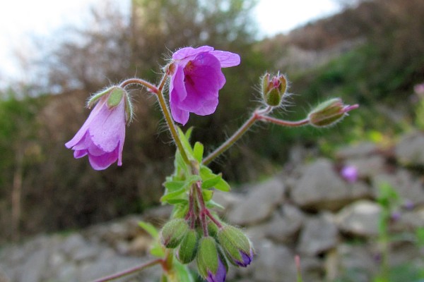 unknown small purple flower