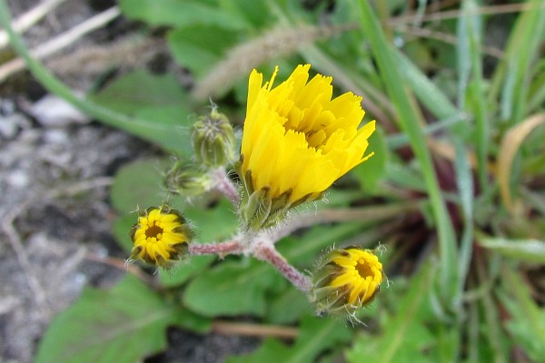 unknown yellow flower