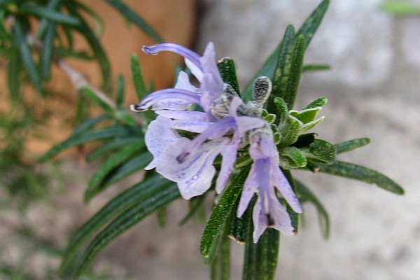 unknown strangely shapped blue flower