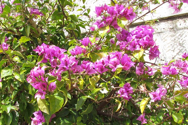 fuchsia colored flowering shrub
