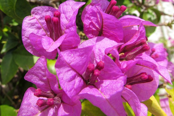 close up of the fuchsia colored blooms