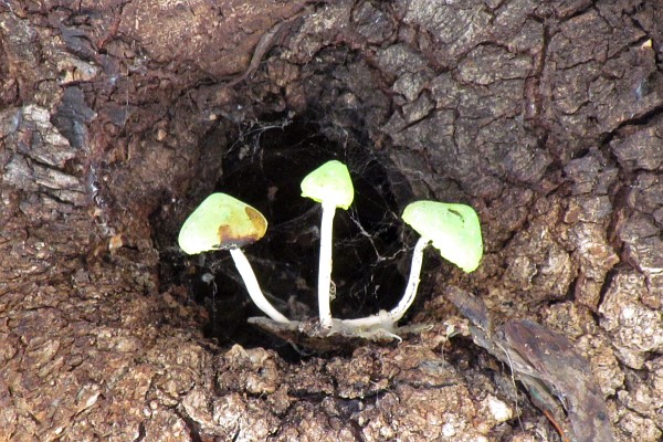 mushroom growing in crevise of a tree