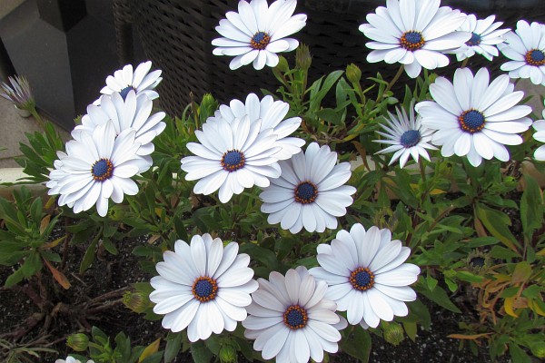 White Osteospermum flowers (African daisies)