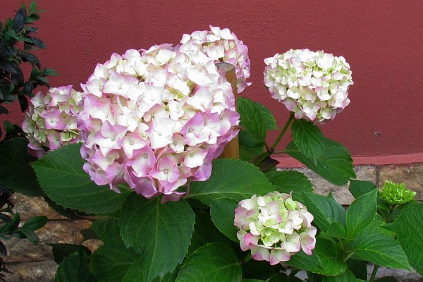 white edged in purple Hydrangea blooms