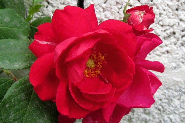 red rose at the Koloshi family home Ferras, Albania