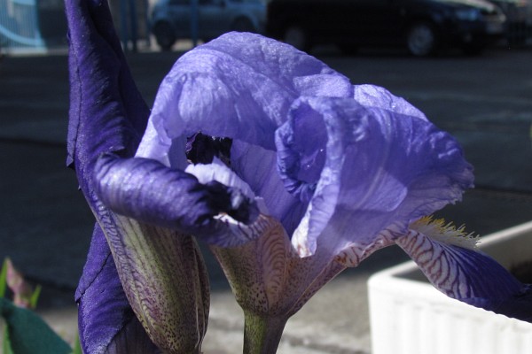 close up of an iris bloom