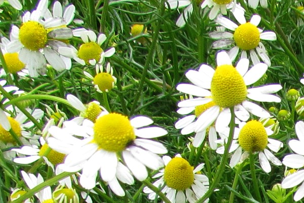 closer view of white daisies with yellow centers