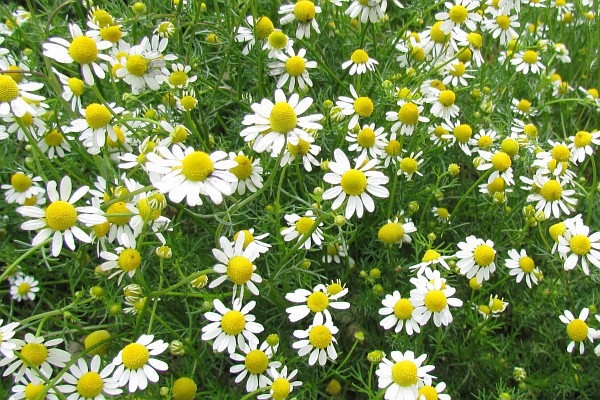 white daisies with yellow centers