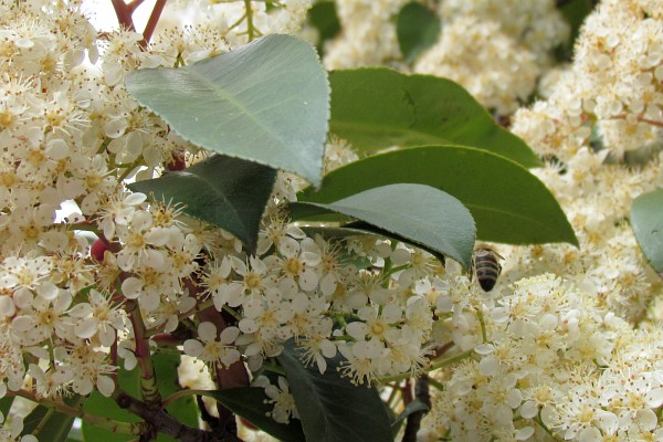 shrub full of white large clusters of white flowers