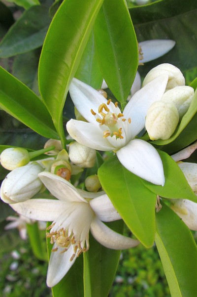 close up of orange blossom