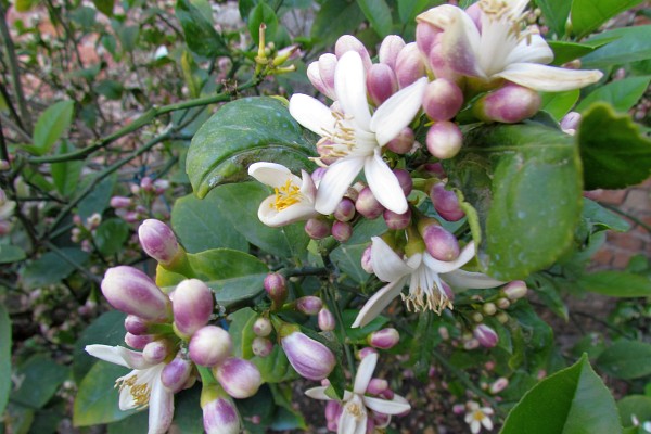 lemon blossoms