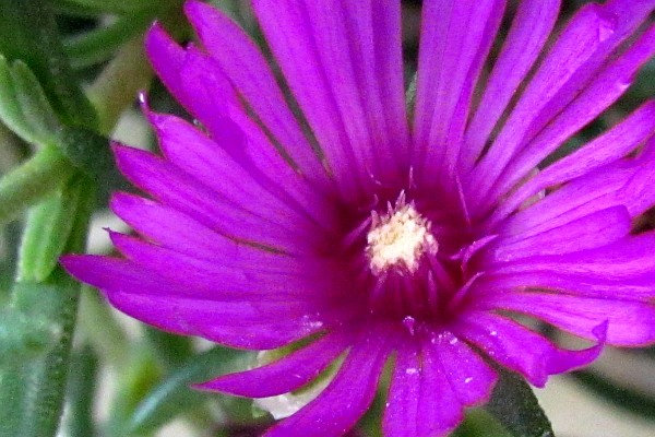 close-up of the purple ice plant