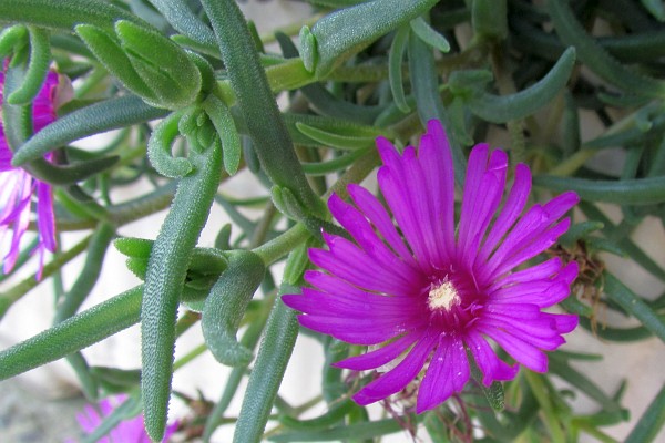 purplle ice plant