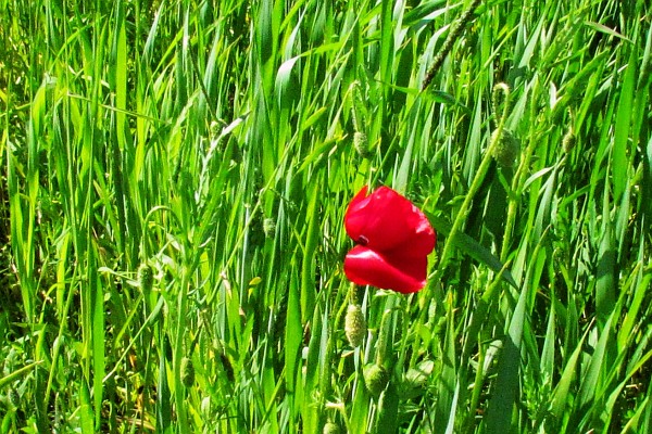 red poppy bloom in the middle of a field