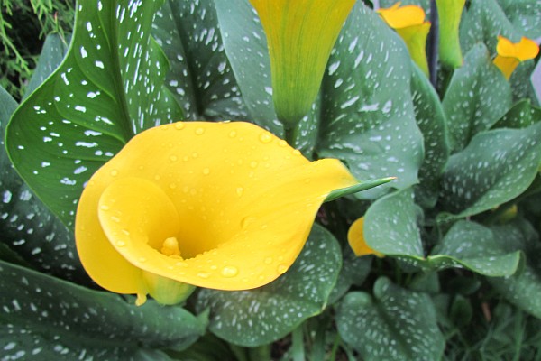 beautiful calla lily flower