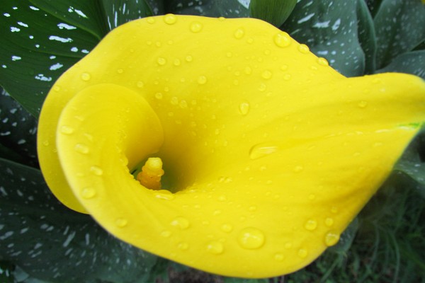 close-up of a calla lily flower with rain drops